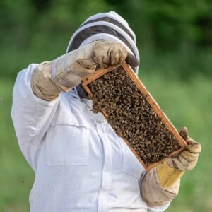 Nous allons voir les 3 causes principales de la disparition des abeilles. Néanmoins, nous ne pouvons ni préciser, ni quantifier, ni classer, l’importance de chaque cause sur l’effet de disparition puisqu’à ce jour, nous ne pouvons pas réellement quantifier ces effets.
