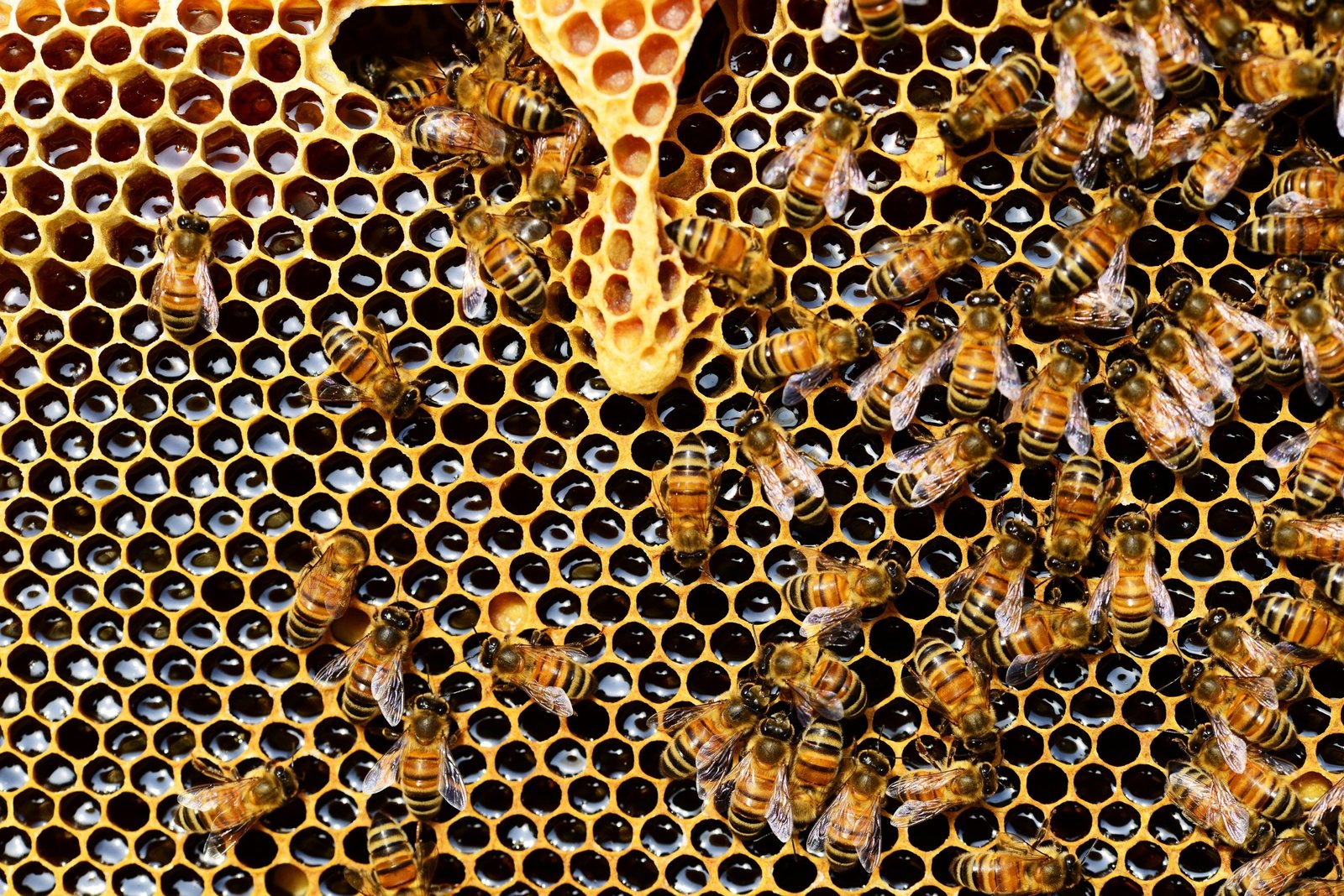 Dénommés sous le terme générique de pesticides (insecticide, herbicide, fongicide…) : Encore beaucoup de produits phytosanitaires sont accusés d’être des perturbateurs neuroleptiques des abeilles, mais ne sont cependant pas interdits. Plusieurs études européennes et mondiales ont essayé de comprendre l’impact des produits phytosanitaires sur les abeilles. Les études s’accordent à dire que la famille des produits de type néonicotinoïdes, qui sont des insecticides parmi les plus utilisés dans l’agriculture et qui agissent sur le système nerveux altèrent la capacité d’orientation des insectes. De plus, ils sont hautement néfastes pour les polarisateurs. Cependant, les abeilles ne sont pas les seules touchées puisque l’ensemble de la biodiversité est impactée tels que les animaux rampants, volants, et nageants. Etude n°1, Etude n°2, Etude n°3 En France, des mesures ont été prises à partir de 2016 avec la mise en œuvre de la « Loi de la reconquête de la biodiversité, de la nature et des paysages » . Cette loi est prévue pour interdire 7 néonicotinoïdes dans les mélanges ou semences traitées.