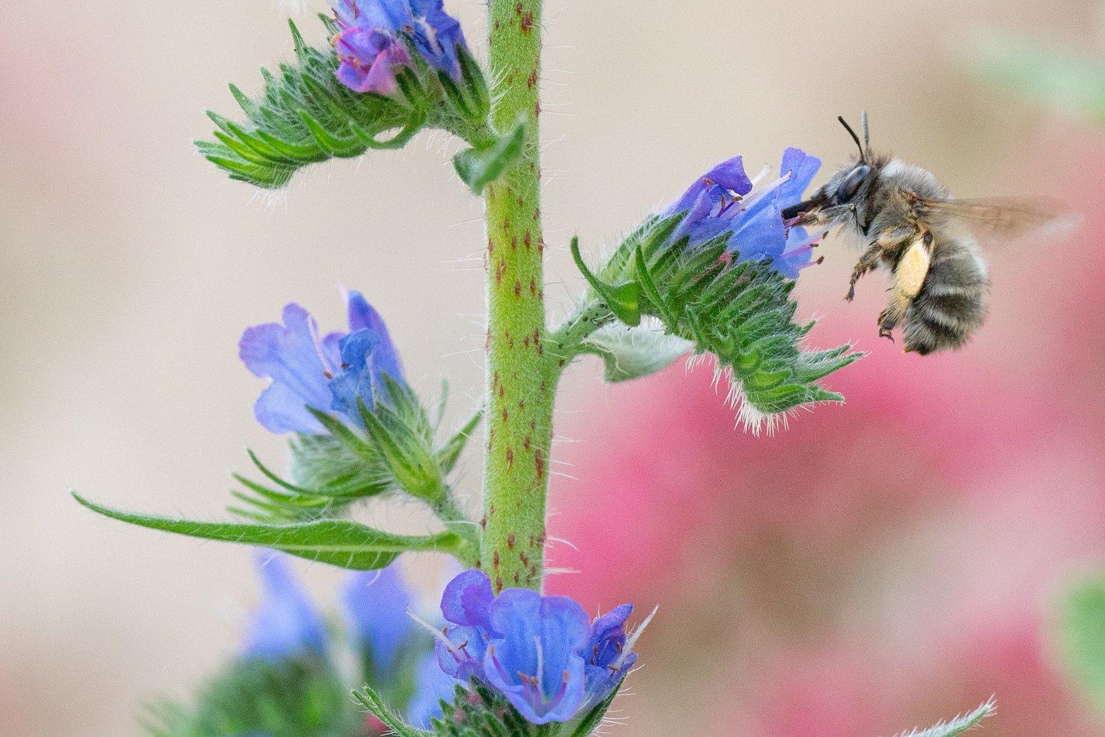 abeille fleurs