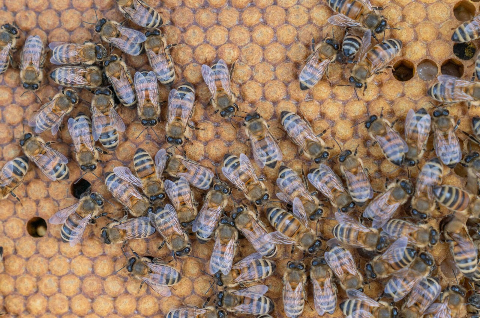 cadre d'abeilles